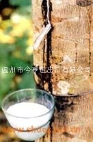 天然乳胶黄春发