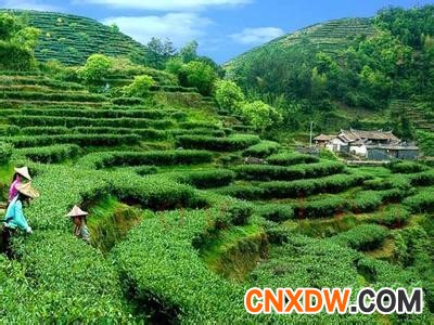 光明茶叶批发市场