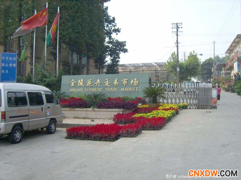 南京新庄花卉市场
