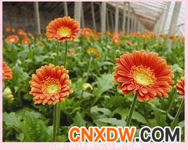 山东京林鲜花批发市场