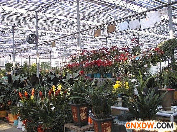  安阳花卉批发市场市场