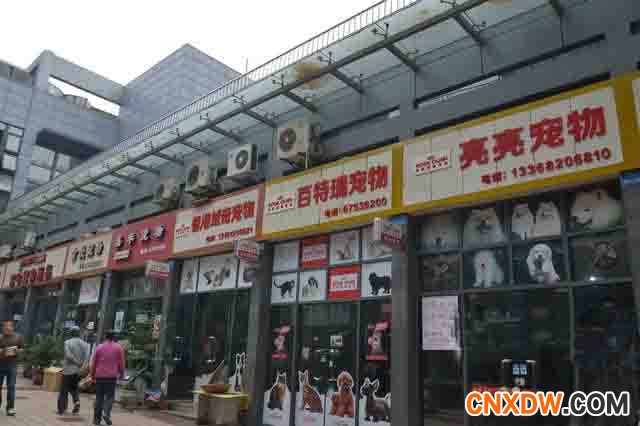 宠物批发市场