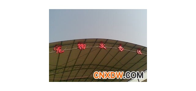宠物批发市场