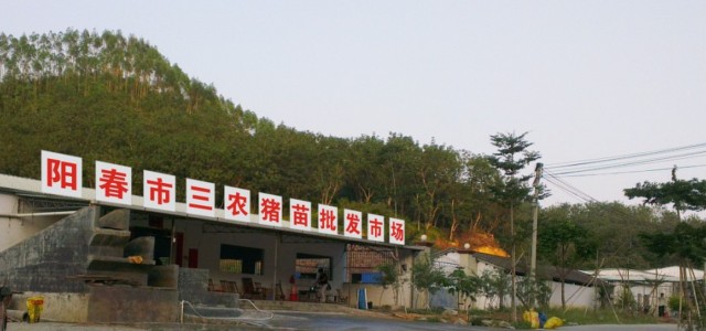 阳春市三农生猪猪苗批发市场