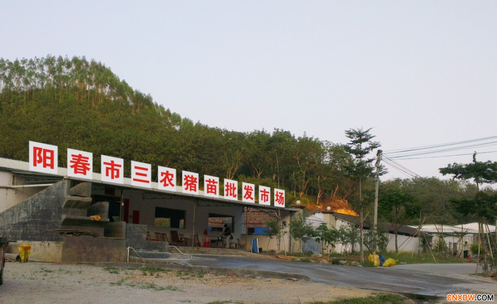 阳春市三农生猪猪苗批发市场