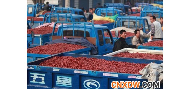 河北沧州市红枣批发市场