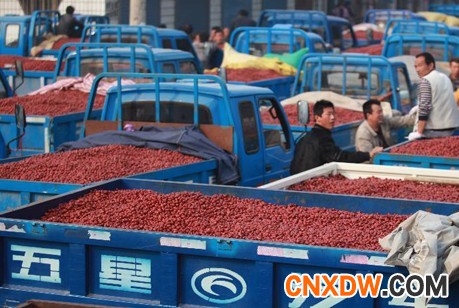 河北沧州市红枣批发市场